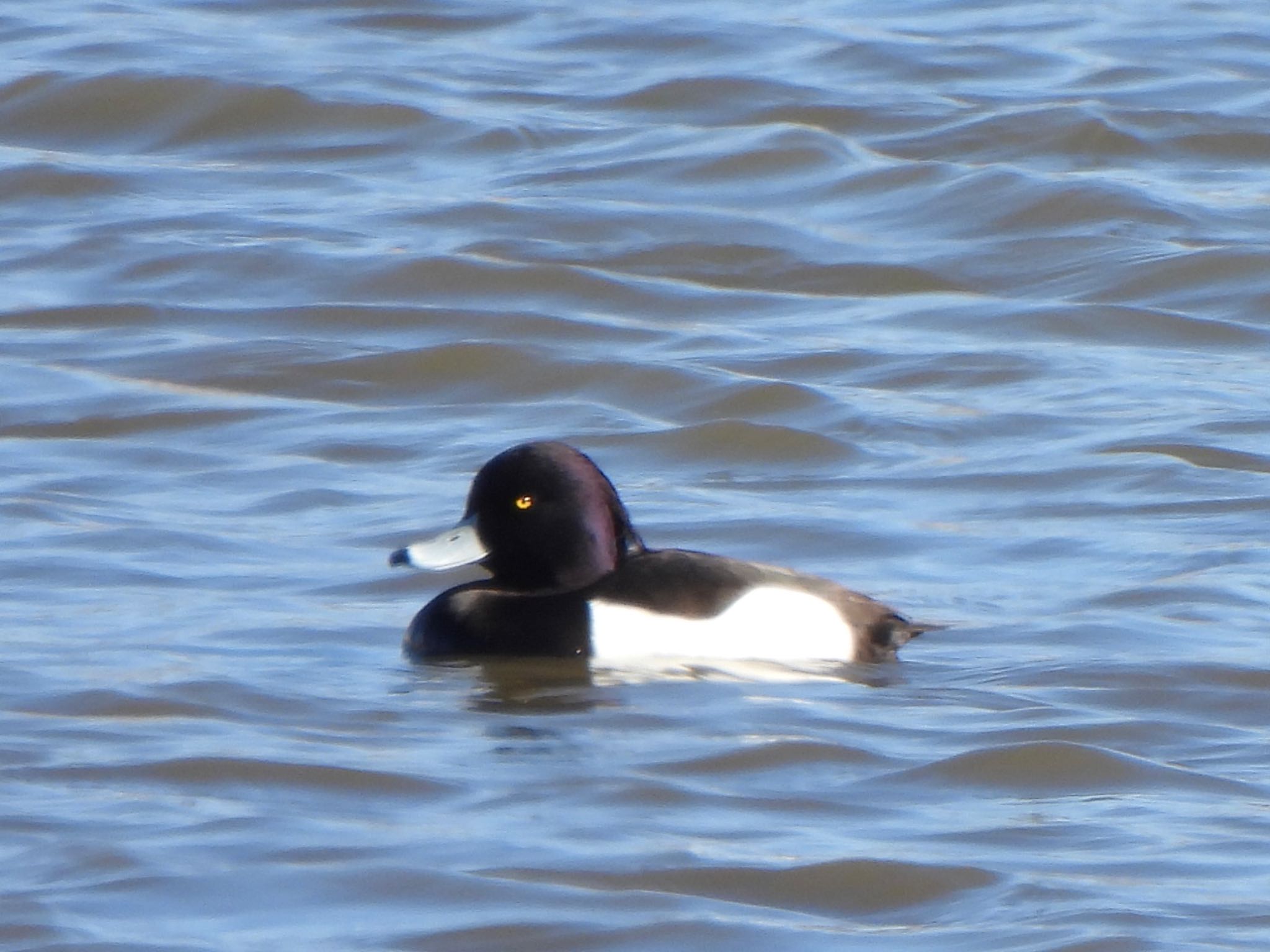 Photo of Tufted Duck at 多々良沼 by ツピ太郎