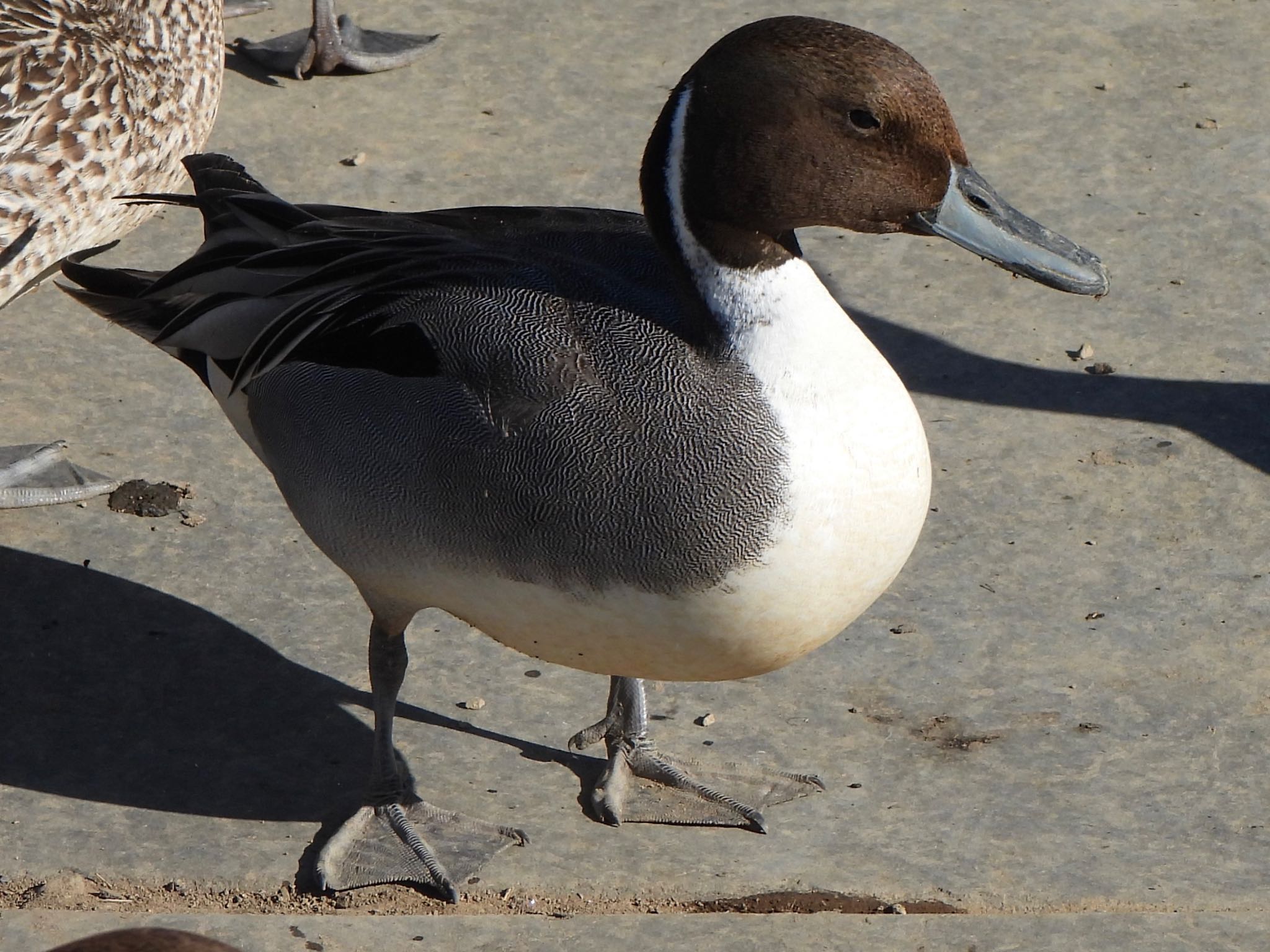 Northern Pintail