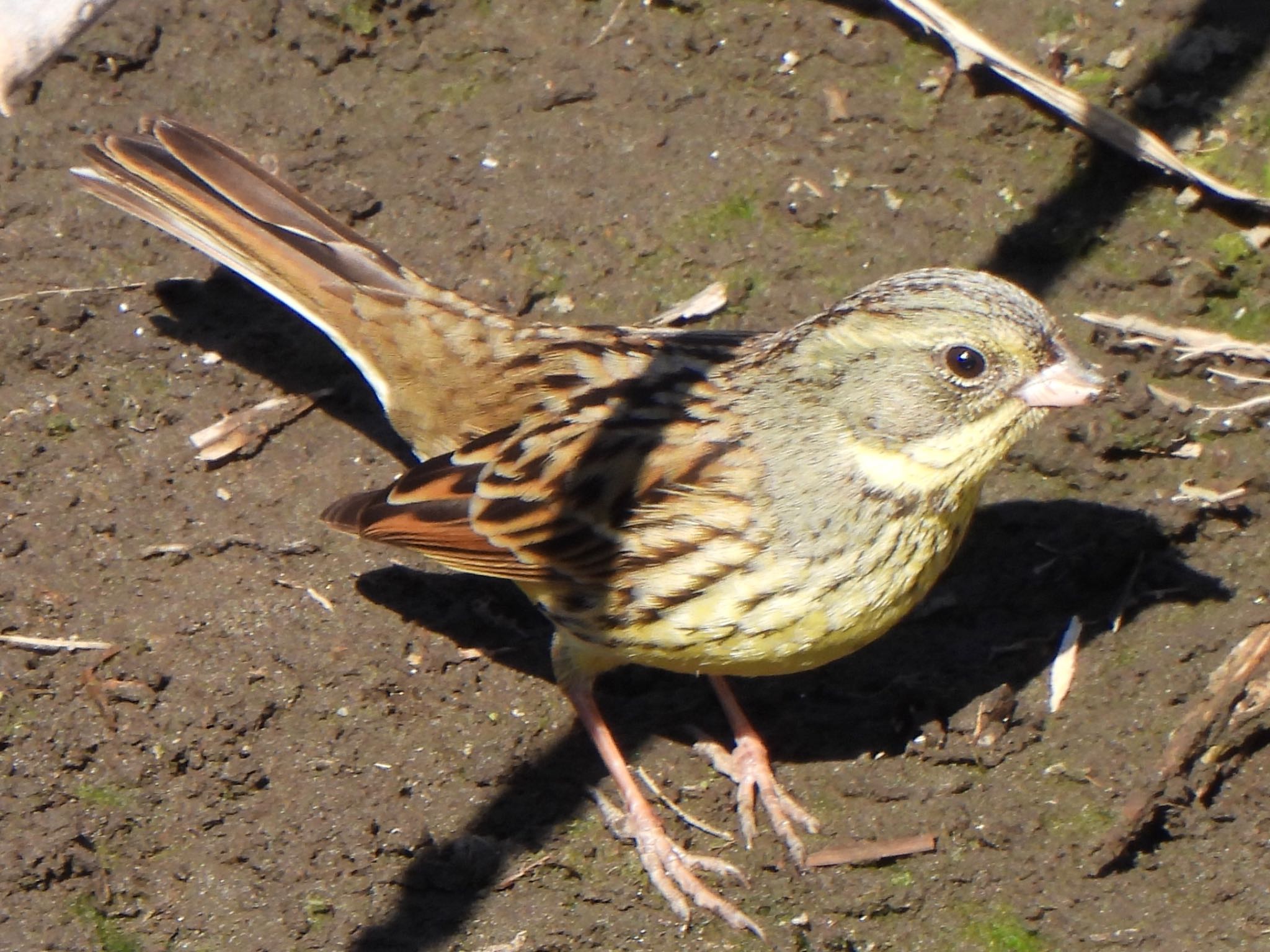 Masked Bunting