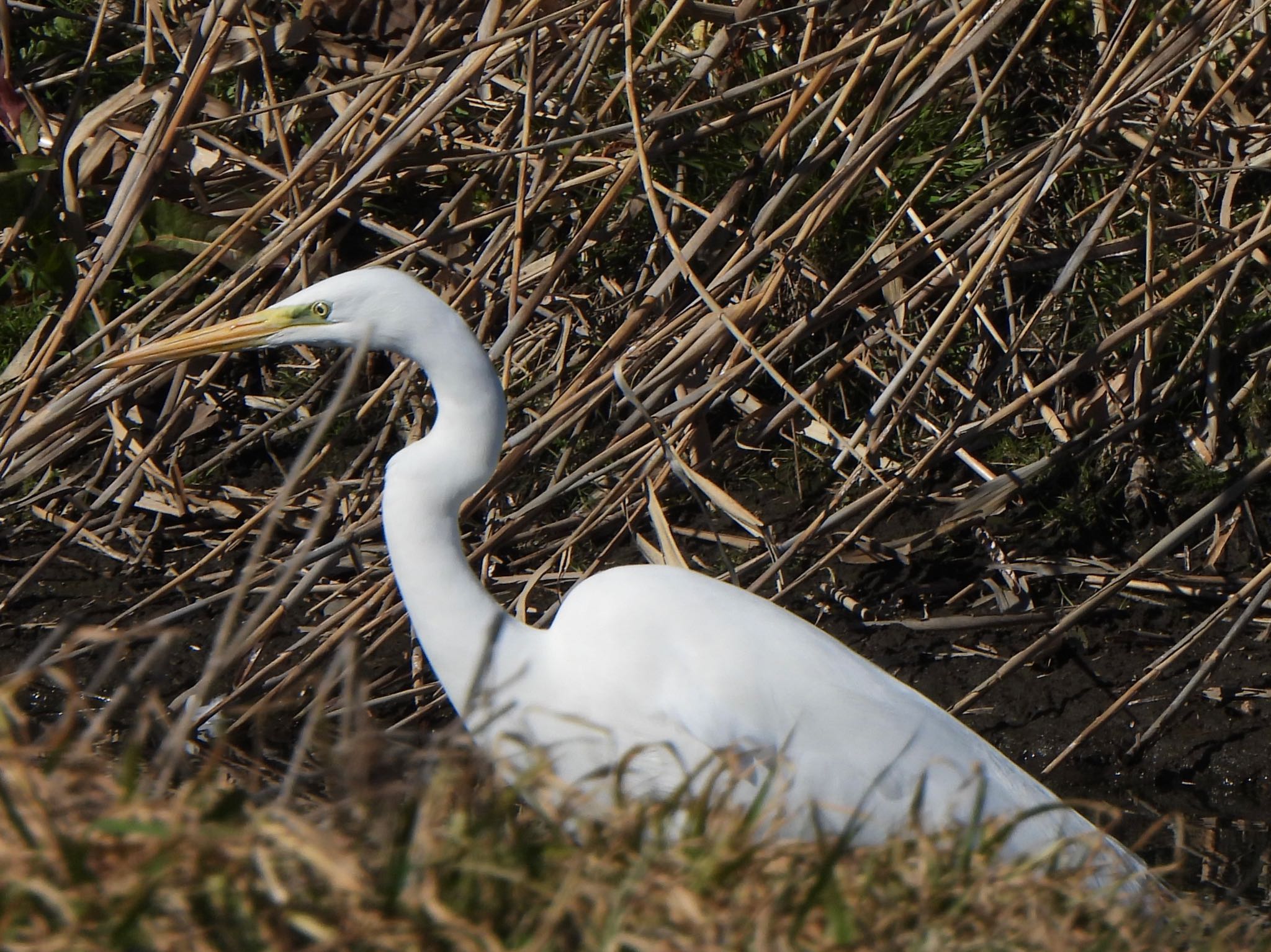 Photo of Great Egret at 多々良沼 by ツピ太郎