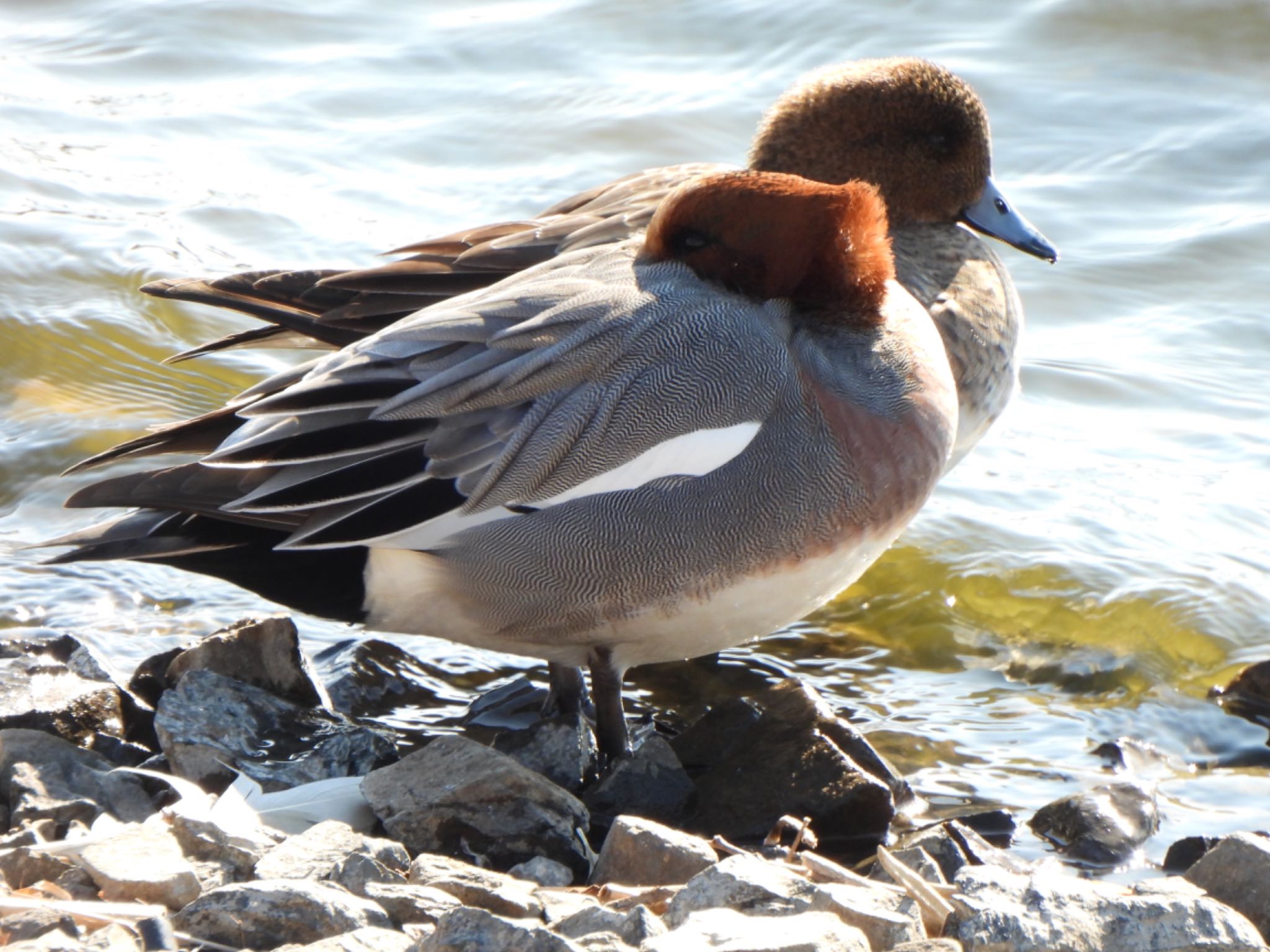Photo of Eurasian Wigeon at 多々良沼 by ツピ太郎