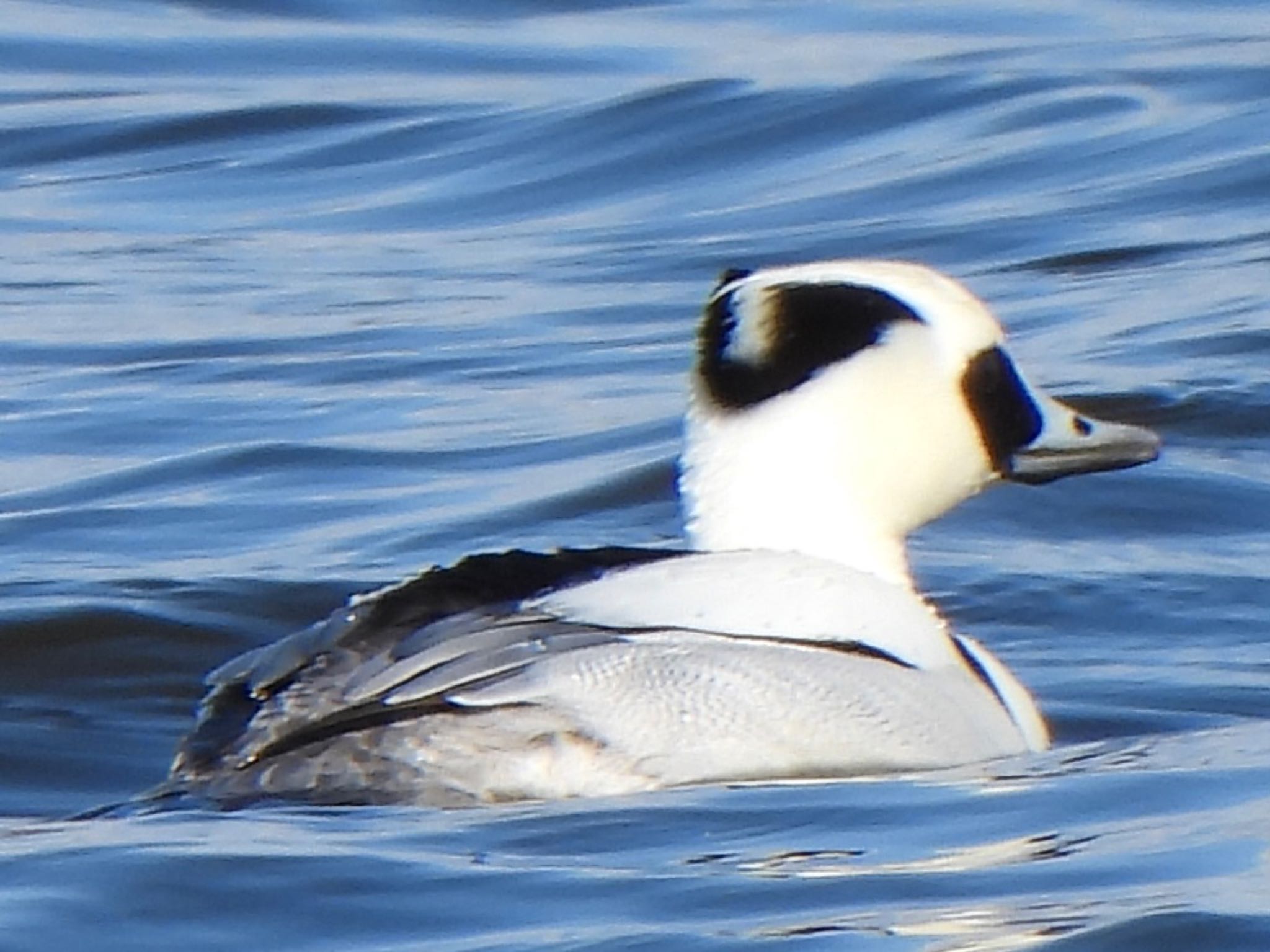 Photo of Smew at 多々良沼 by ツピ太郎