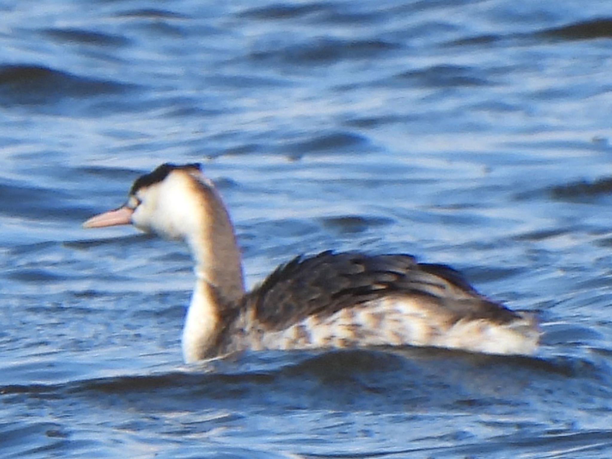 Great Crested Grebe