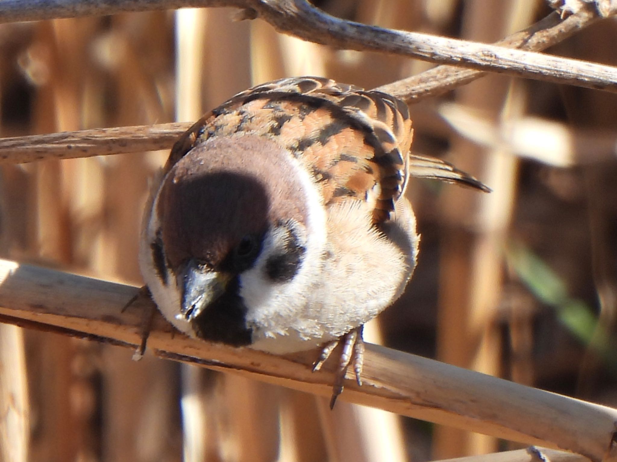 Photo of Eurasian Tree Sparrow at 多々良沼 by ツピ太郎