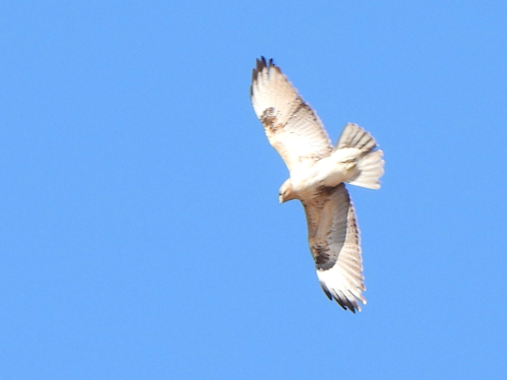 Eastern Buzzard