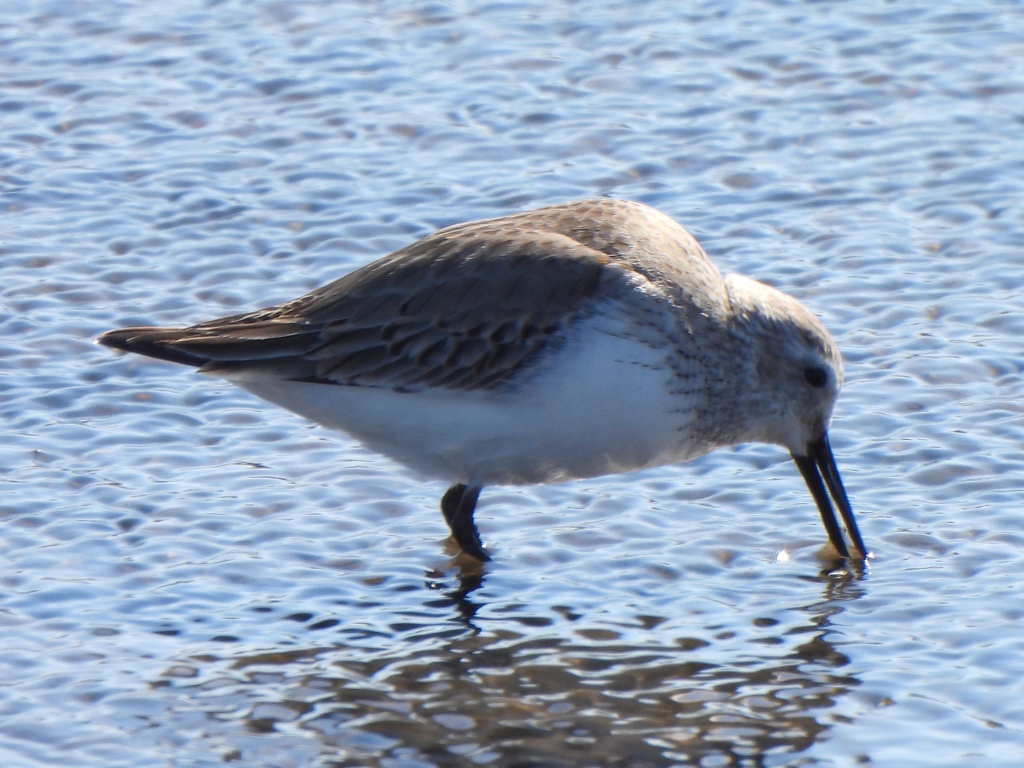 Dunlin