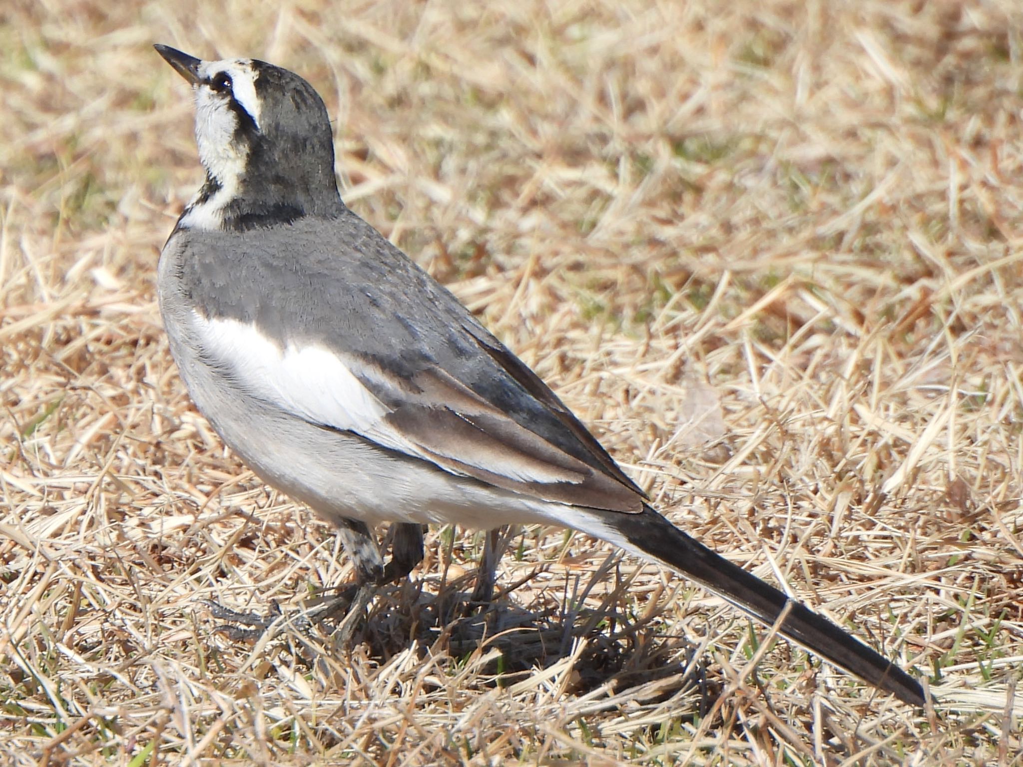 Photo of White Wagtail at 多々良沼 by ツピ太郎