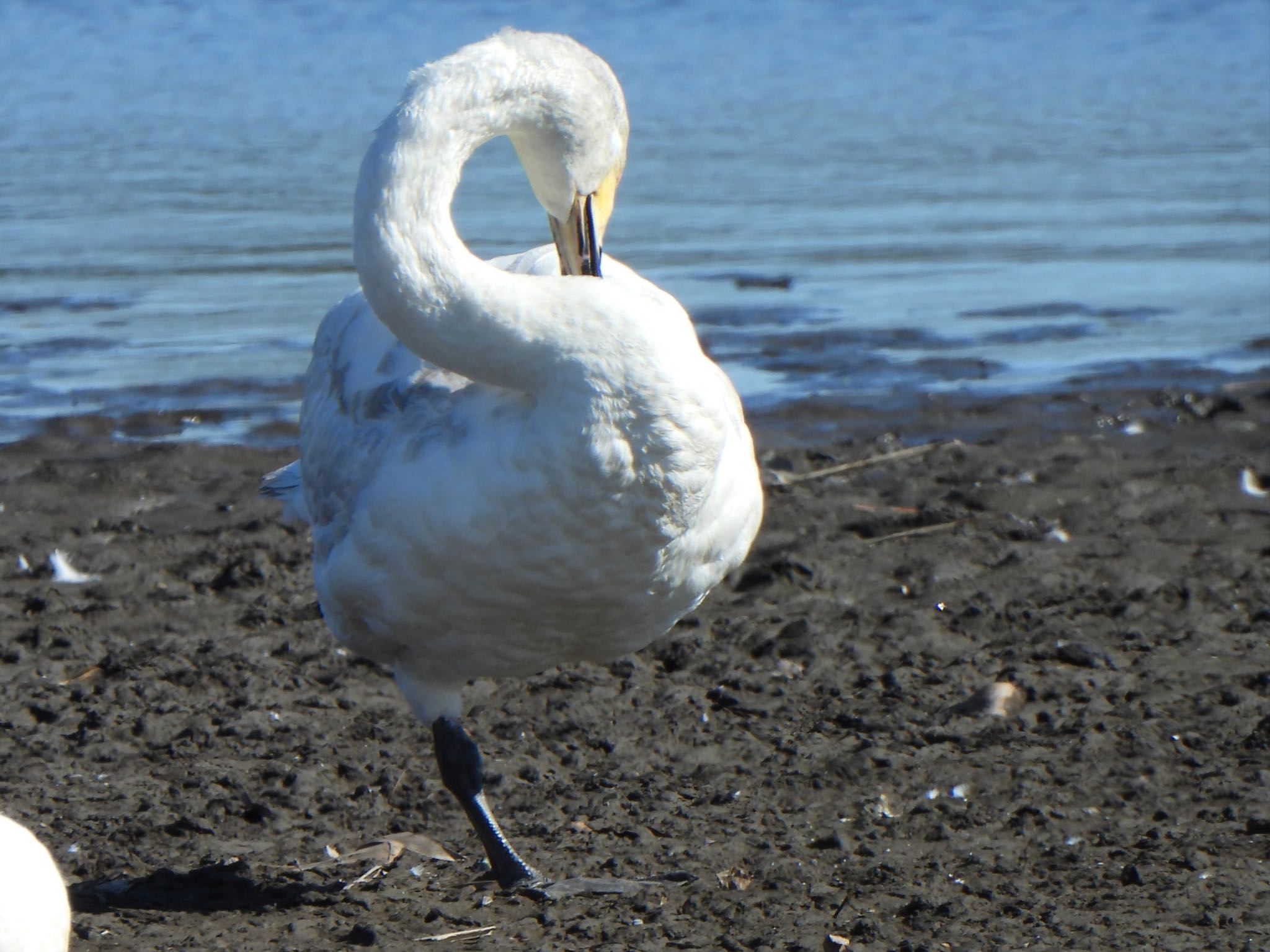 Photo of Whooper Swan at 多々良沼 by ツピ太郎