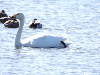 Tundra Swan 多々良沼 Sun, 2/11/2024