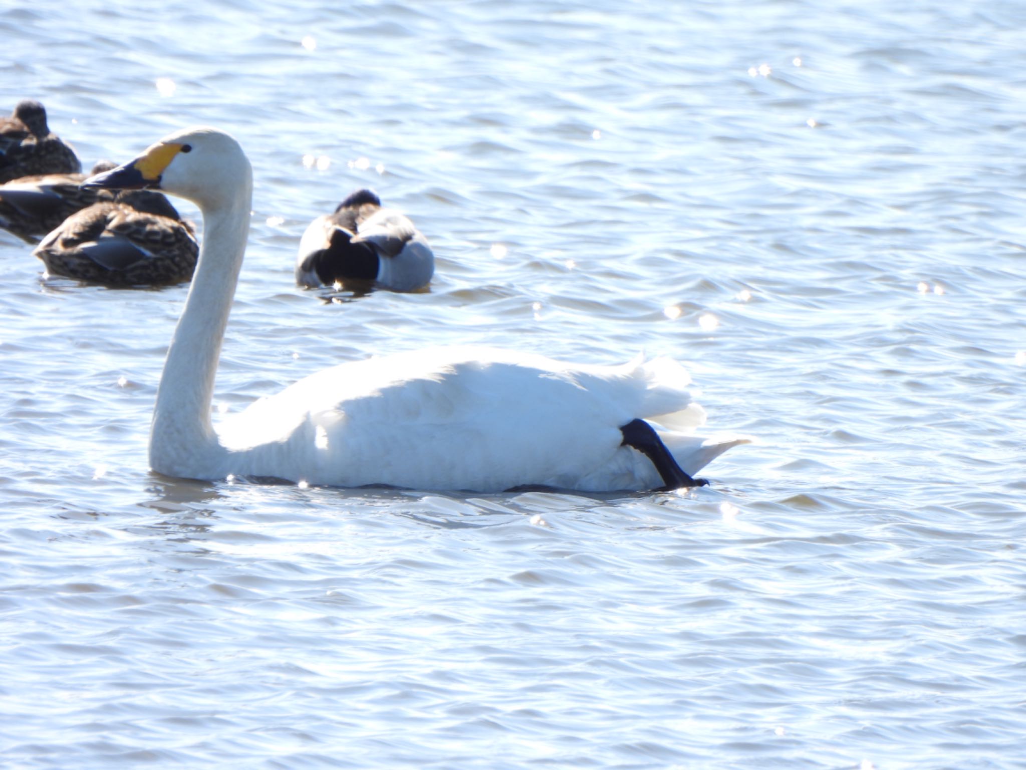 Tundra Swan