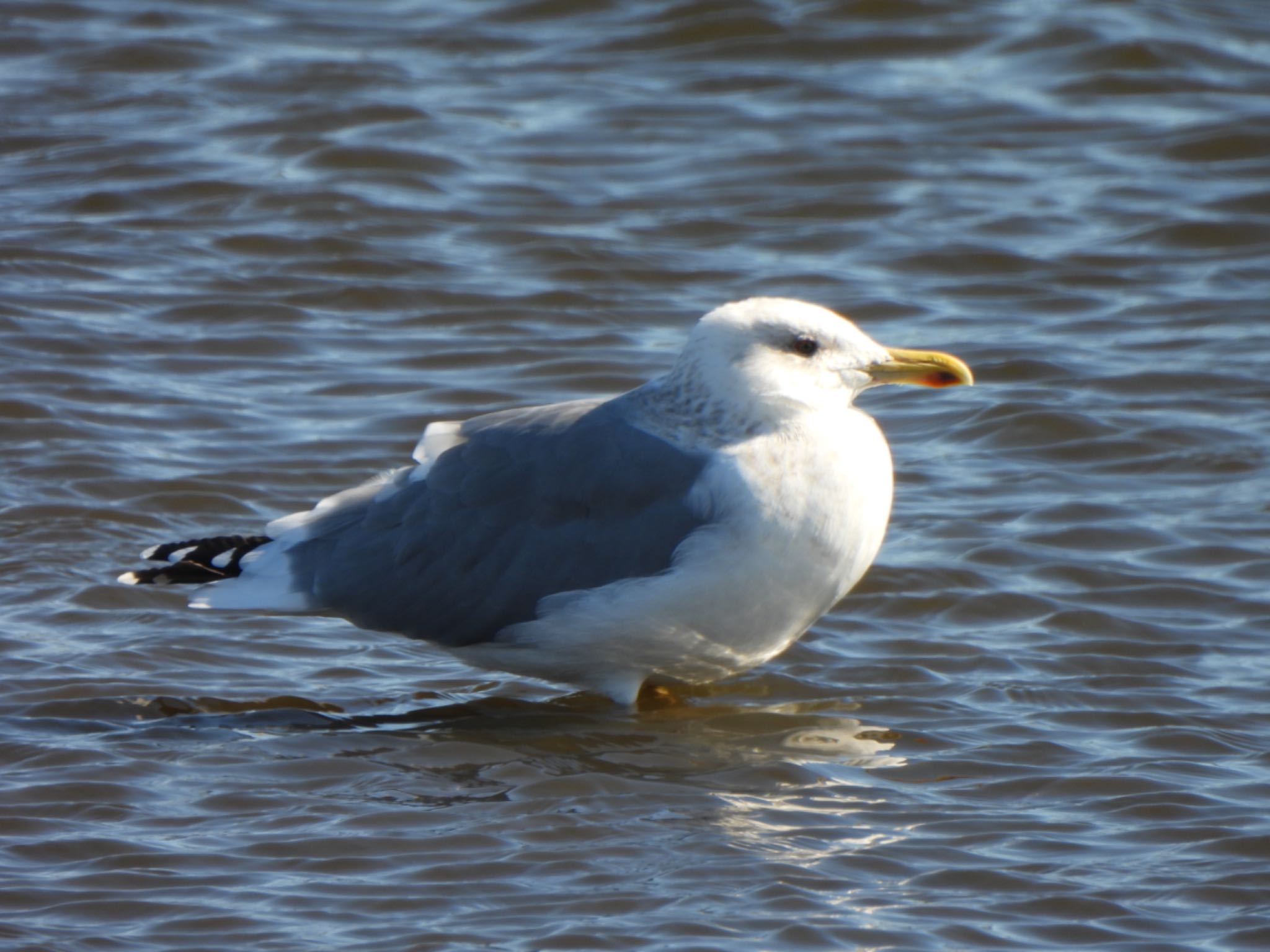 Photo of Vega Gull at 多々良沼 by ツピ太郎