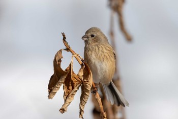 2024年2月10日(土) 秩父ミューズパークの野鳥観察記録