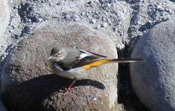 Grey Wagtail 境川遊水地公園 Mon, 2/12/2024