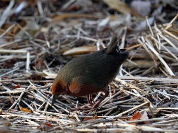 Ruddy-breasted Crake 名古屋平和公園 Mon, 2/12/2024