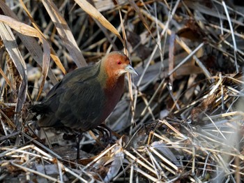 Ruddy-breasted Crake 名古屋平和公園 Mon, 2/12/2024