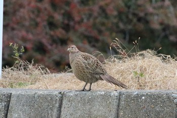 コウライキジ 北海道　函館市　松倉川 2018年11月22日(木)