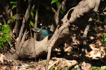 Common Kingfisher 源兵衛川 Mon, 2/12/2024