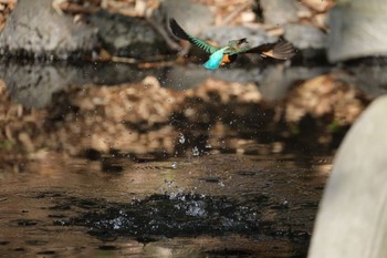 Common Kingfisher 源兵衛川 Mon, 2/12/2024