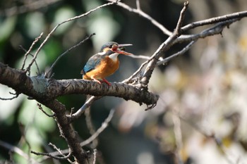 Common Kingfisher 源兵衛川 Mon, 2/12/2024