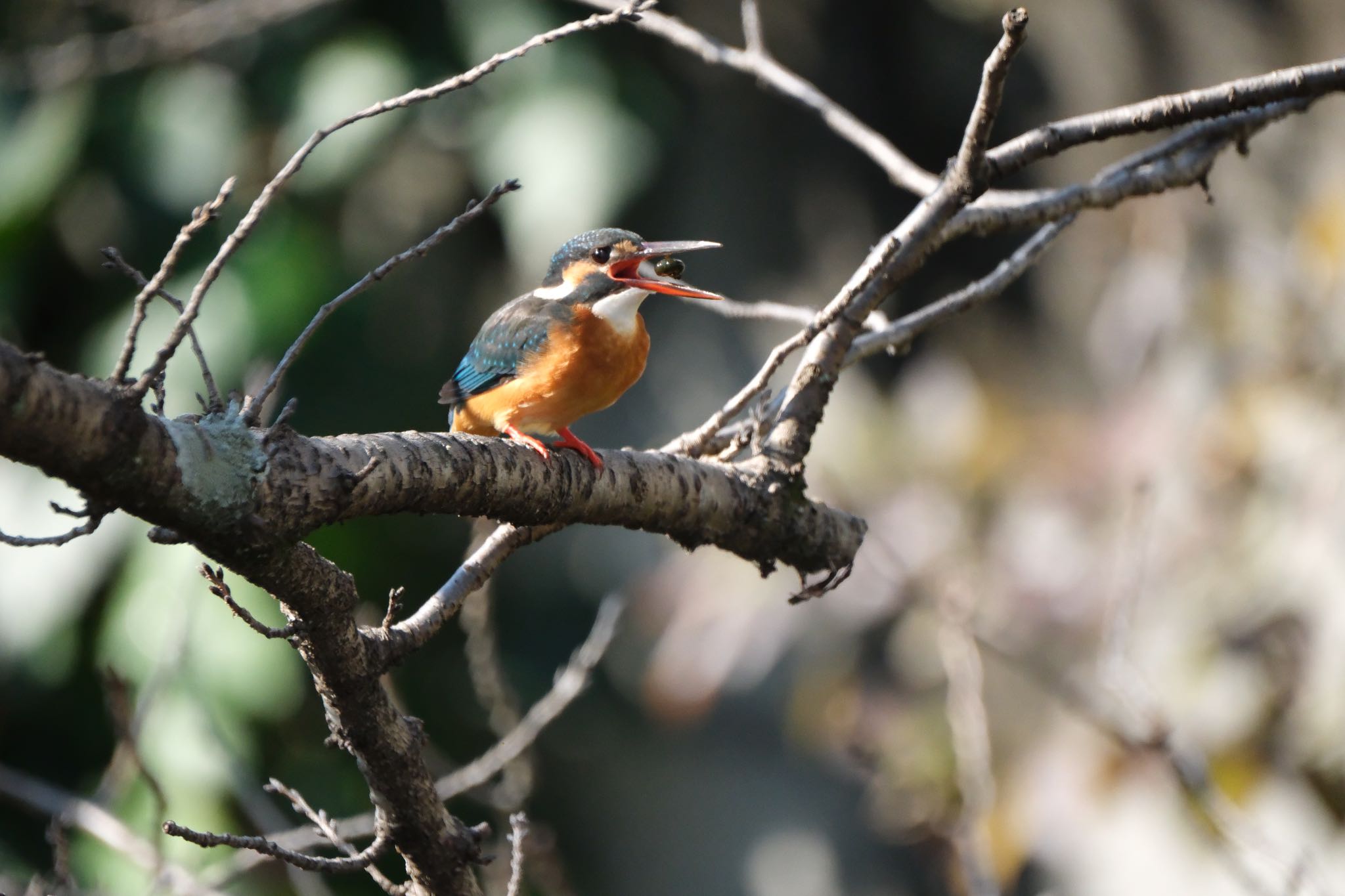 Common Kingfisher