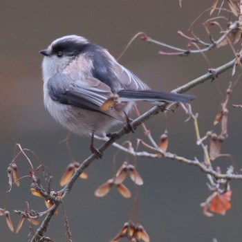 Long-tailed Tit Rikugien Garden Sun, 2/4/2024