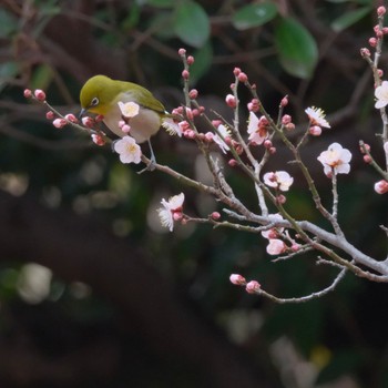 Warbling White-eye Rikugien Garden Sun, 2/4/2024