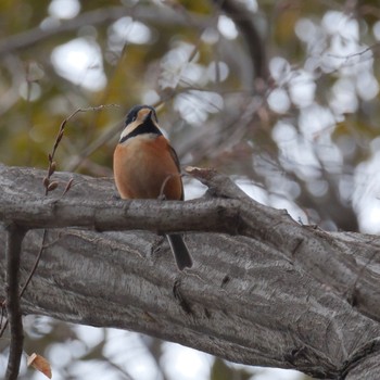 Varied Tit Rikugien Garden Sun, 2/4/2024