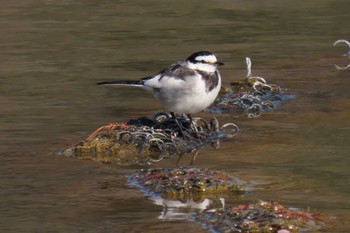 White Wagtail Ukima Park Sat, 2/10/2024