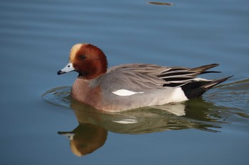 ヒドリガモ 都立浮間公園 2024年2月10日(土)