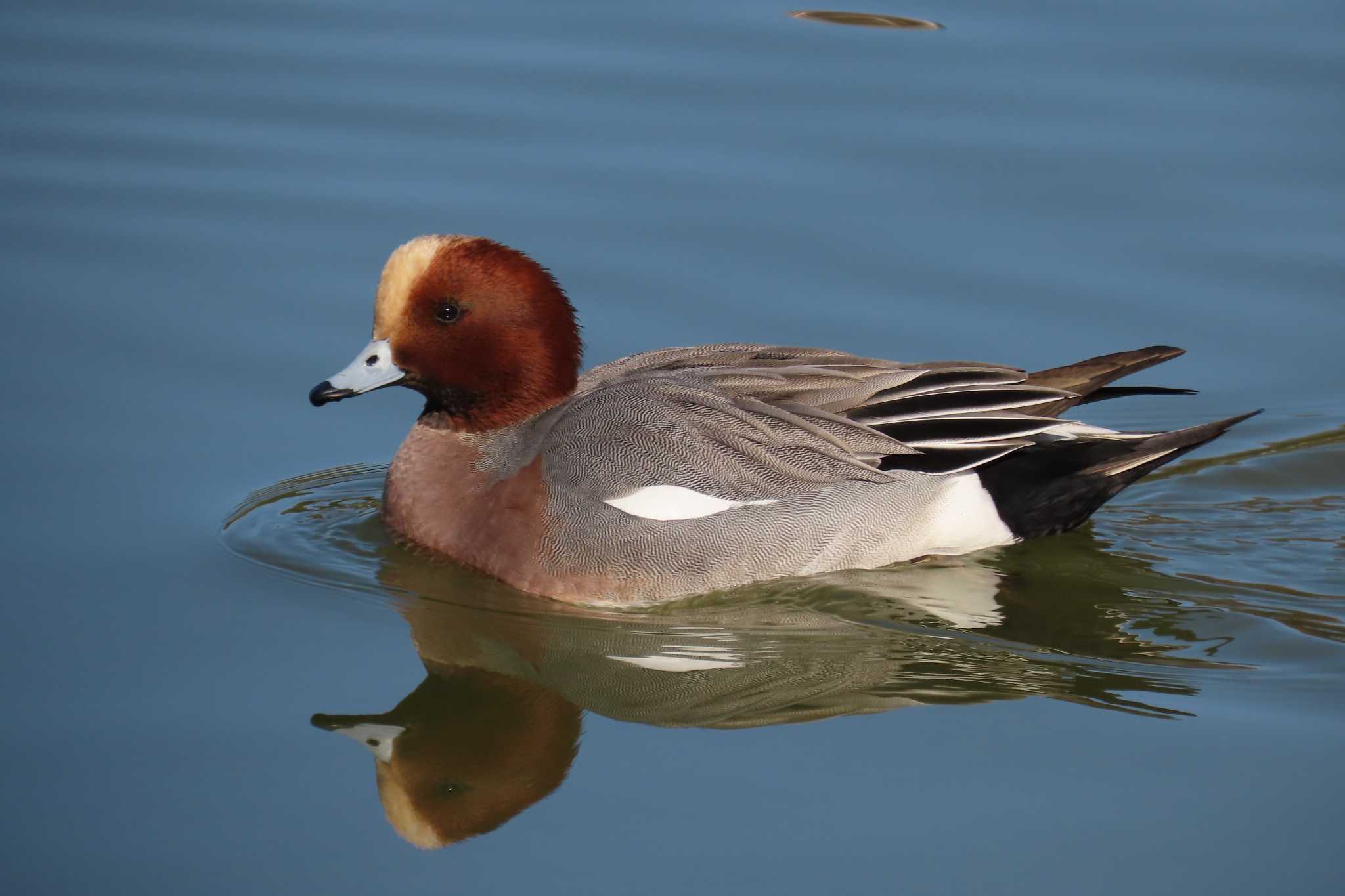 Photo of Eurasian Wigeon at Ukima Park by Kirin-Kita