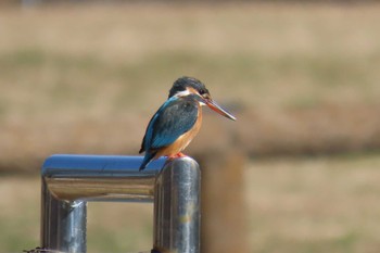 カワセミ 都立浮間公園 2024年2月10日(土)