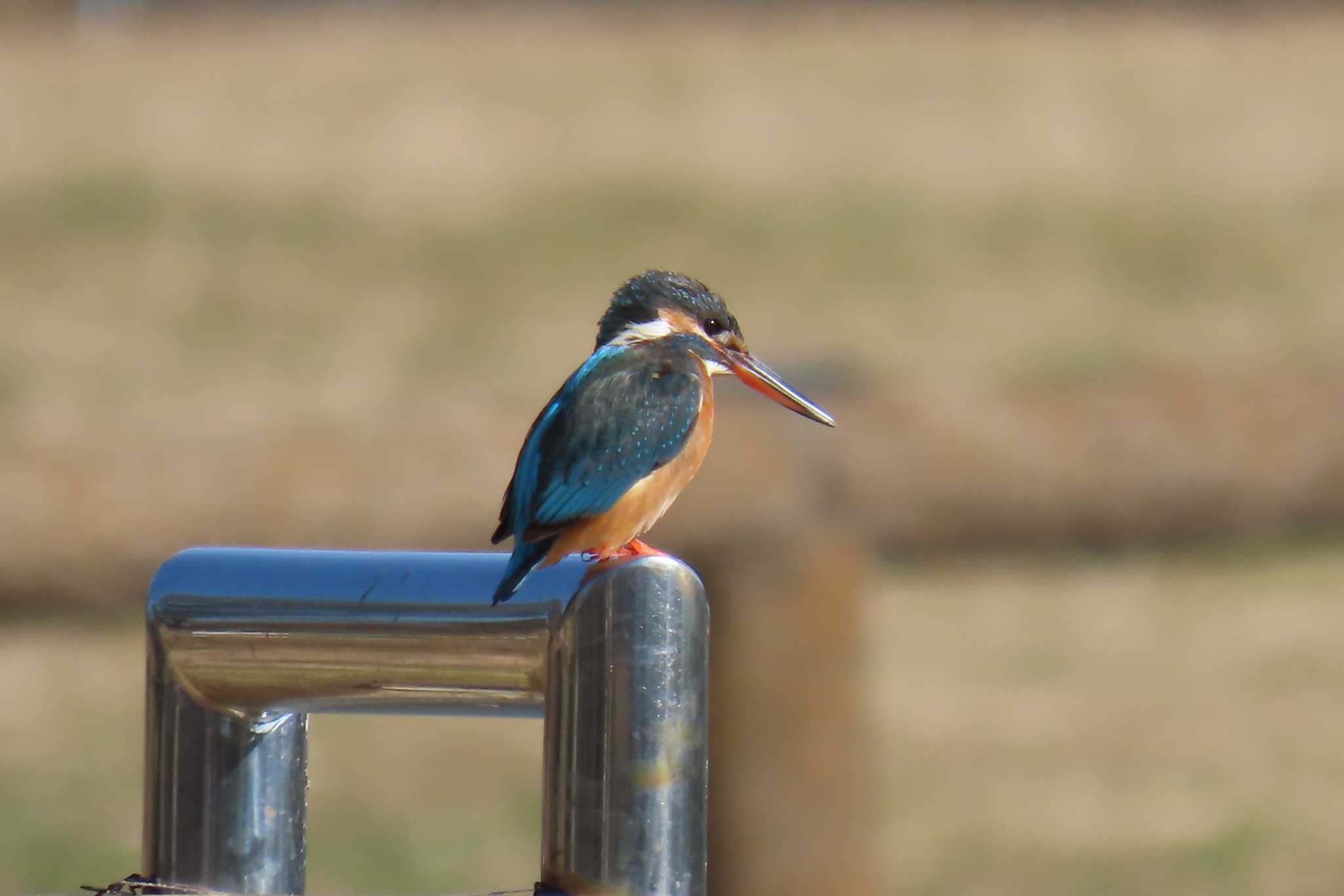 Photo of Common Kingfisher at Ukima Park by Kirin-Kita