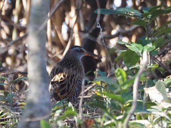 Mon, 2/12/2024 Birding report at Kasai Rinkai Park