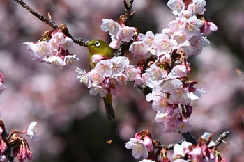 メジロ 新宿御苑 2024年2月12日(月)