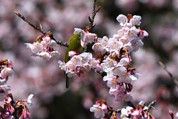 メジロ 新宿御苑 2024年2月12日(月)