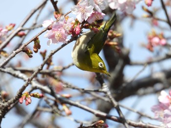 メジロ 小中池公園(大網白里市) 2024年2月11日(日)