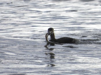 Red-necked Grebe 白子海岸 Sun, 2/11/2024