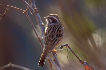 Meadow Bunting 木瀬ダム(愛知県 豊田市) Sun, 2/11/2024