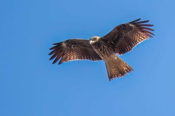 Black Kite 木瀬ダム(愛知県 豊田市) Sun, 2/11/2024