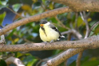 シジュウカラ 加木屋緑地 2018年5月10日(木)