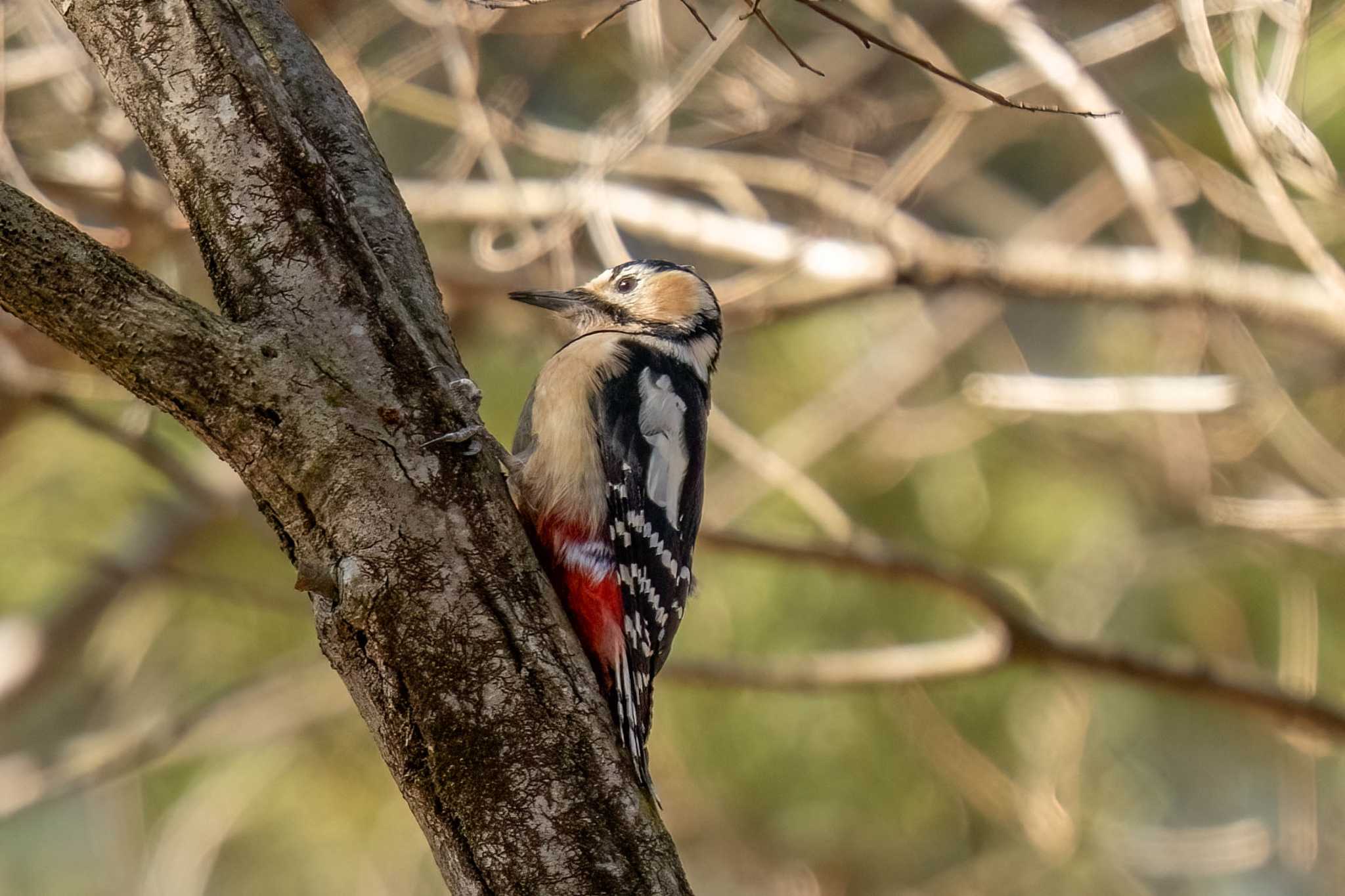 Photo of Great Spotted Woodpecker at 木瀬ダム(愛知県 豊田市) by porco nero