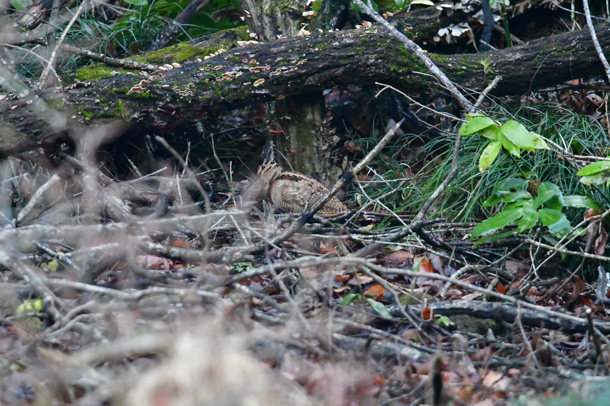 Photo of Eurasian Woodcock at Yatoyama Park by seigo0814