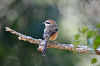 Bull-headed Shrike Yatoyama Park Mon, 2/12/2024