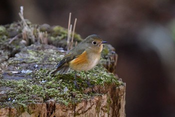 Red-flanked Bluetail Yatoyama Park Mon, 2/12/2024