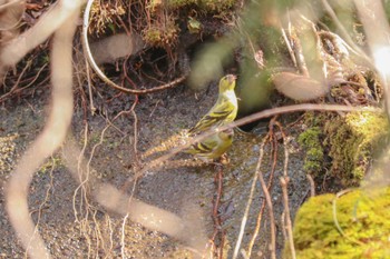 Eurasian Siskin 丹沢湖・世附川 Sat, 2/10/2024