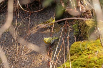 Eurasian Siskin 丹沢湖・世附川 Sat, 2/10/2024