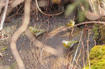 Eurasian Siskin 丹沢湖・世附川 Sat, 2/10/2024