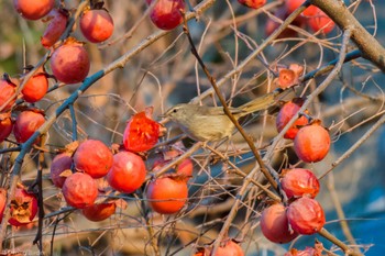 Japanese Bush Warbler 城山湖 Sat, 2/3/2024