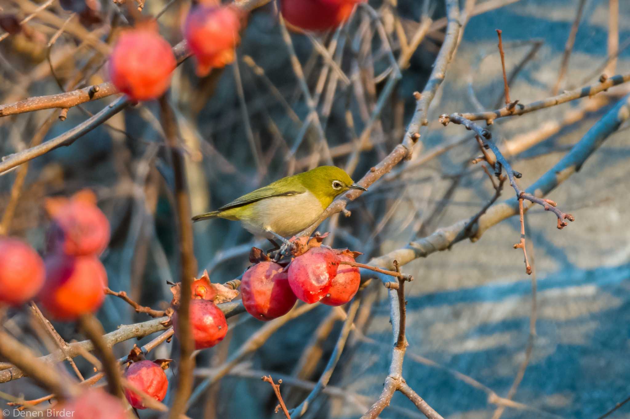 城山湖 メジロの写真 by 田園Birder