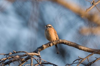 2024年2月3日(土) 城山湖の野鳥観察記録